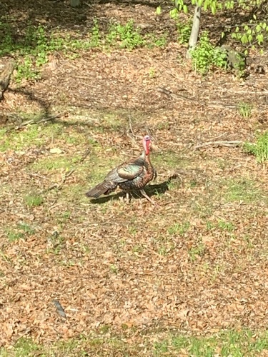 photo of Wild Turkey (Meleagris gallopavo)