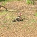 photo of Wild Turkey (Meleagris gallopavo)