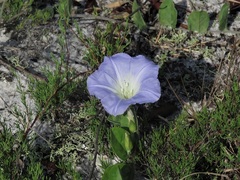 Bonamia grandiflora