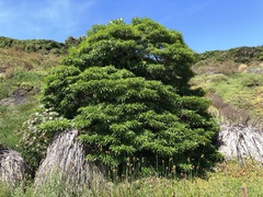 Rauvolfia sumatrana