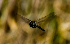 Gomphaeschna furcillata