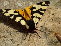 Arctia angelica