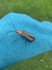 Stenocorus
