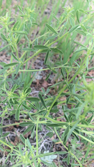 Pediomelum tenuiflorum