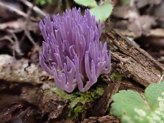 Ramariopsis pulchella