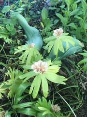 Eranthis