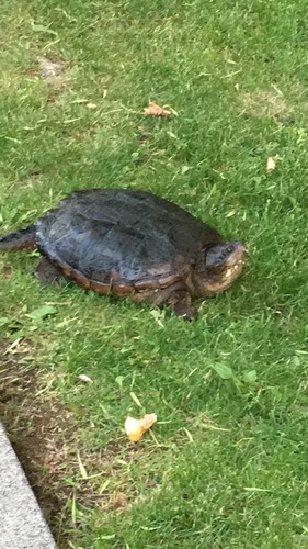 photo of Common Snapping Turtle (Chelydra serpentina)