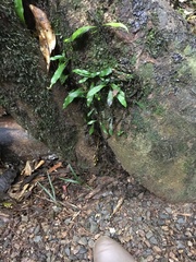 Loxogramme dictyopteris