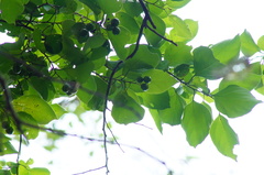 Cordia dichotoma