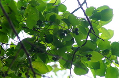 Cordia dichotoma