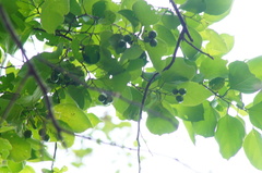 Cordia dichotoma