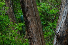 Cordia dichotoma