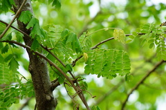 Piptadenia obliqua