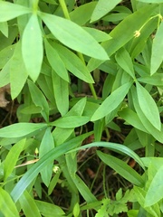 Moehringia macrophylla