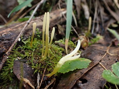 Clavaria tenuipes