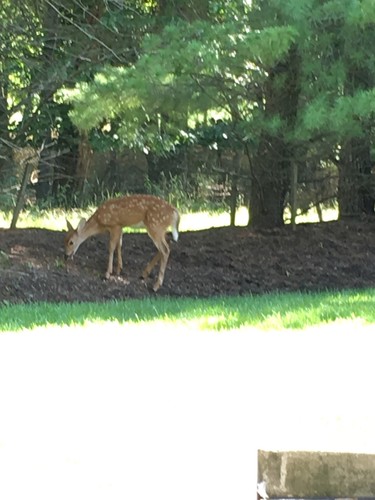 photo of White-tailed Deer (Odocoileus virginianus)