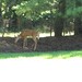 photo of White-tailed Deer (Odocoileus virginianus)