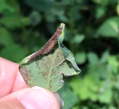 Phyllocoptes triacis