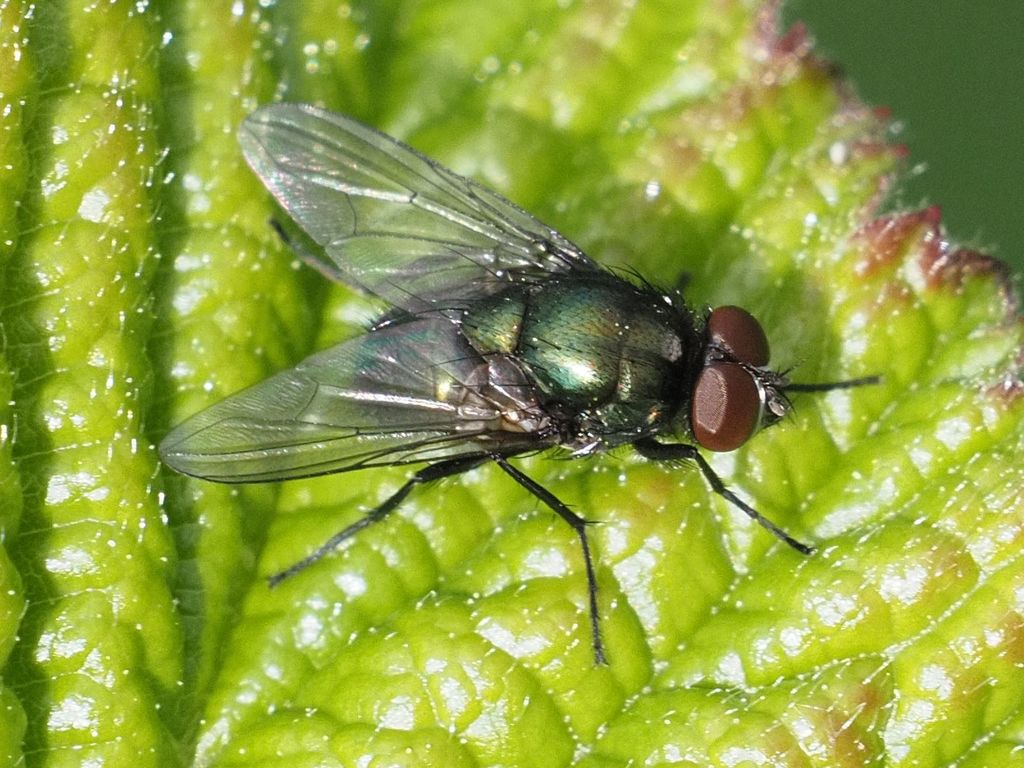 Pyrellia rapax