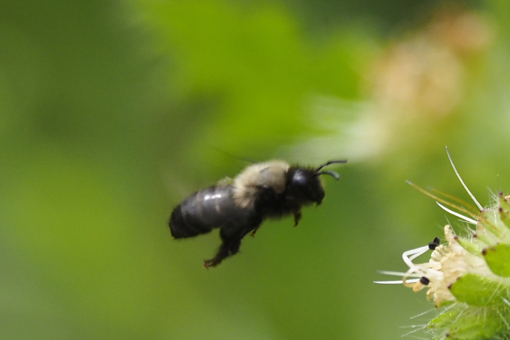Kindred Cellophane Bee