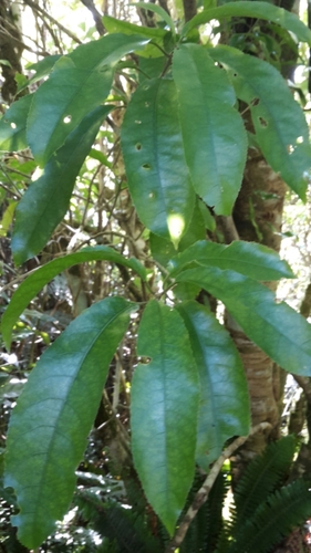 Melicytus ramiflorus