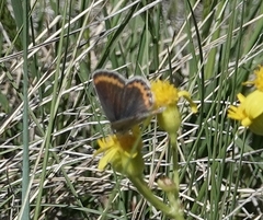 Plebejus melissa