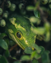 Naultinus gemmeus