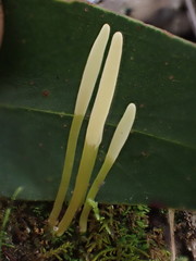 Clavaria tenuipes