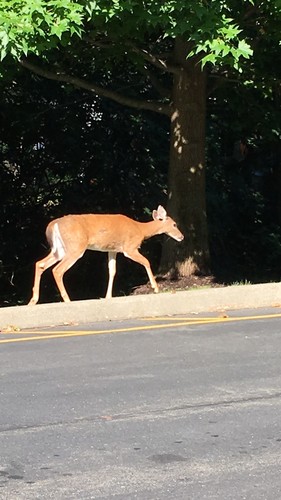 photo of White-tailed Deer (Odocoileus virginianus)