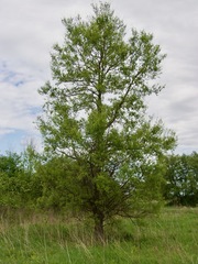 Salix amygdaloides