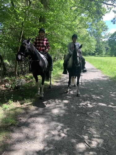 photo of Domestic Horse (Equus caballus)