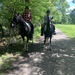 photo of Domestic Horse (Equus caballus)