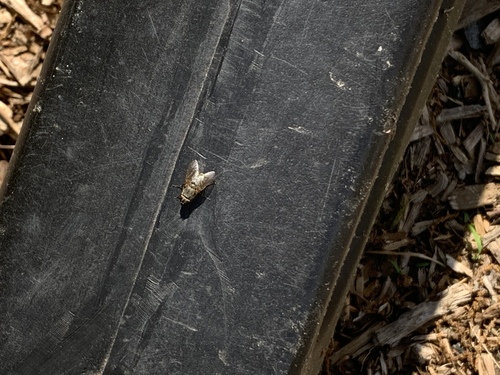 photo of Calyptrate Flies (Calyptratae)