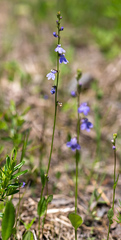 Lobelia gattingeri
