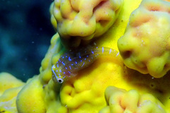 Cochleoceps orientalis