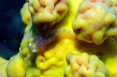 Cochleoceps orientalis
