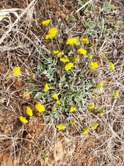 Tauschia decumbens