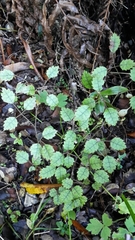 Rubus australis