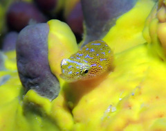 Cochleoceps orientalis