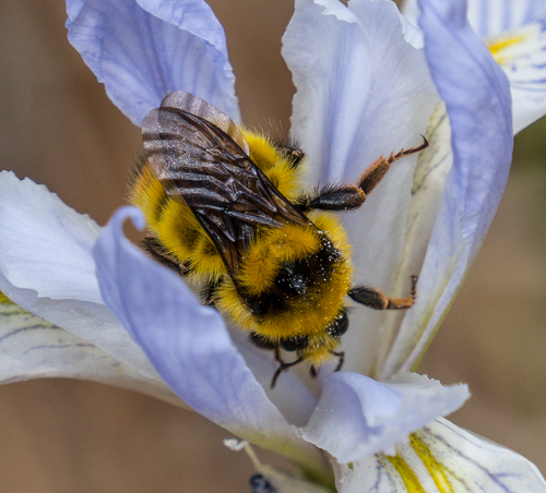 Great Basin Bumble Bee