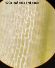 Dicranum howellii