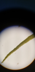 Dicranum howellii