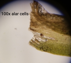 Dicranum howellii