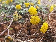 Tauschia decumbens