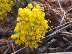 Tauschia decumbens