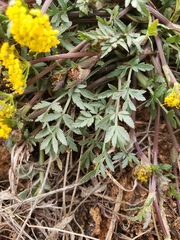 Tauschia decumbens