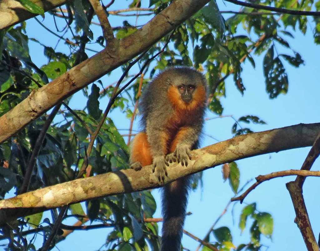 Red-bellied Titi Monkey