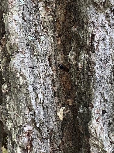 photo of Flies (Diptera)