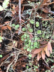 Coprosma rhamnoides