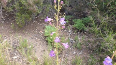 Penstemon spectabilis spectabilis